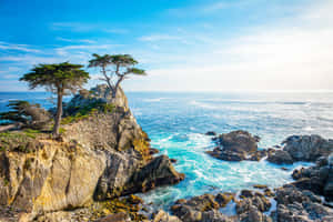 兩棵柏樹在岩石懸崖上，下方有海浪拍打，天空清澈湛藍。 — MacBook 壁紙
