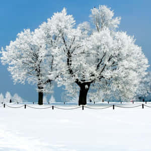 冬季景觀中，兩棵被雪覆蓋的樹木，帶有鏈條圍欄和清澈的藍天。 — 冬季風景 壁紙