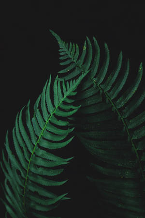 黑色背景上的兩片綠色蕨葉 — 昏暗 壁紙