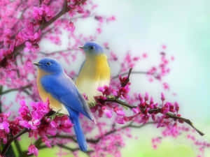 春天裡，兩隻藍鳥坐在開滿粉紅色花朵的樹枝上。 — 蜂鳥 壁紙