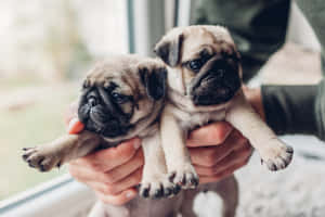兩隻巴哥犬幼犬在窗邊被人用手抱著。 — 可愛小狗 壁紙