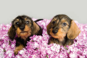 兩隻臘腸犬幼犬依偎在粉紅色和白色的花朵中 — 可愛小狗 壁紙