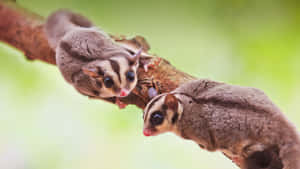 森林中樹枝上的兩隻大眼睛蜜袋鼯。