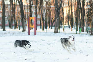 兩隻哈士奇在冬季公園的雪中奔跑，周圍有光禿的樹木。 — 雪 壁紙