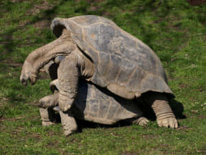 兩隻巨型陸龜在陽光下的草地上交配。 — 野生動物 壁紙