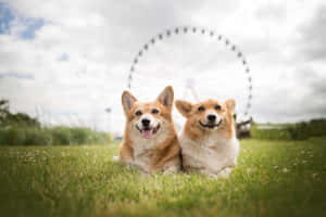 兩隻微笑的柯基犬坐在草地上，背景有摩天輪。 — 大笑 壁紙