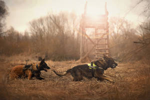 兩隻穿著背帶的警犬在日落時分的田野中休息。 — 德國狼犬 壁紙