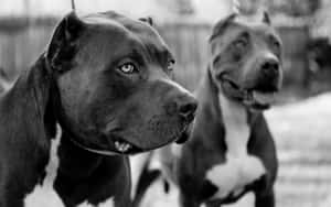 兩隻比特犬的黑白戶外肖像，其中一隻對焦清晰。 — 可愛小狗 壁紙