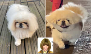兩隻毛茸茸的白色北京犬在戶外，一隻嚴肅，一隻喜悅 — 白天 壁紙