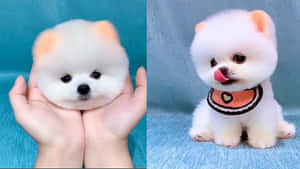 兩隻毛茸茸的白色比熊犬幼犬，一隻被捧在手中，另一隻戴著心形圍兜。 — 可愛 壁紙