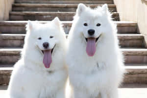 兩隻開心的白色薩摩耶犬坐在石階上伸出舌頭。 — 可愛小狗 壁紙