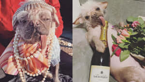 兩隻法國鬥牛犬穿著奢華服裝，配香檳和玫瑰。 — 葡萄酒 壁紙