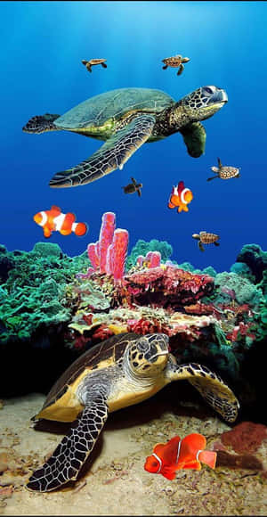 兩隻海龜和小丑魚在清澈的藍色海水中穿梭於色彩繽紛的珊瑚之間。 — 酷炫烏龜 壁紙