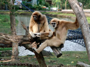 動物園圍欄內池塘附近的木頭上坐著兩隻長臂猿。 — 野生動物 壁紙