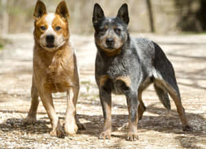 兩隻澳洲牧牛犬站在樹林地區的碎石上。 — 野生動物 壁紙