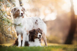 兩隻澳洲牧羊犬在陽光明媚的花園中站立和坐著，周圍有開花的樹木。 — 日落 壁紙