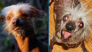 兩隻無毛的中國冠毛犬，帶有野生毛髮和紅眼睛，一隻冷靜，一隻喘氣 — 可愛小狗 壁紙