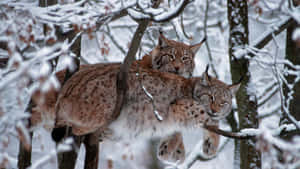 兩隻猞猁棲息在冬日森林中積雪的樹枝上。 — 低調 壁紙