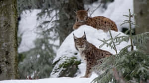 兩隻猞猁在冬季森林的雪岩上休息。 — 野生動物 壁紙