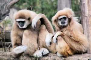兩隻長臂猿坐在森林的木頭上，其中一隻在抓癢。 — 野生動物 壁紙
