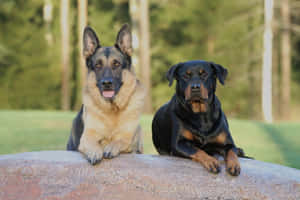兩隻狗，德國牧羊犬和羅威納犬，坐在森林中的岩石上。 — 德國狼犬 壁紙
