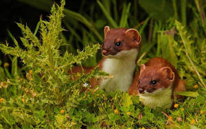 兩隻黃鼠狼從綠草和薊中探出頭來 — 馴鹿 壁紙
