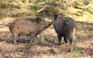 兩隻野豬在落葉林中互相依偎。 — 野生動物 壁紙