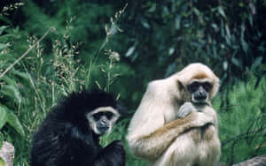 兩隻長臂猿，一黑一白，坐在綠色森林樹葉中 — 野生動物 壁紙