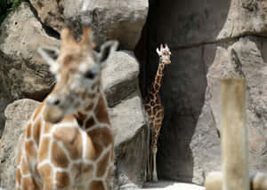 兩隻長頸鹿在岩石動物園圍欄中，一隻對焦，另一隻從石頭後面探出頭來。 — 野生動物 壁紙
