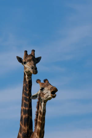 兩隻長頸鹿高高站立在藍天白雲下 — 長頸鹿 壁紙