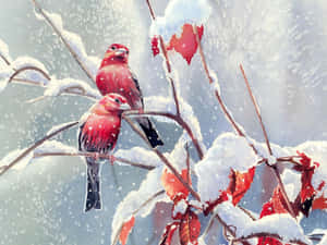 兩隻紅鳥在積雪的樹枝上，飄雪和紅葉。 — 冬季美學 壁紙
