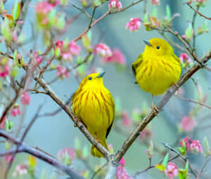 春天裡，兩隻黃色小鳥站在開花的樹枝上。 — 黃色小鳥 壁紙