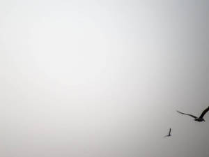 兩隻鳥在霧濛濛的天空中飛翔，明亮的太陽帶有光暈。