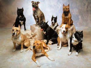 八隻比特犬在攝影棚內於布料和石塊上擺姿勢。 — 可愛 壁紙