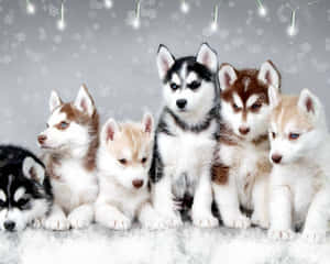 六隻哈士奇幼犬坐在雪中，燈串下 — 可愛 壁紙