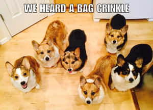 六隻柯基犬抬頭看著相機，文字說我們聽到塑膠袋沙沙聲 — 柯基 壁紙