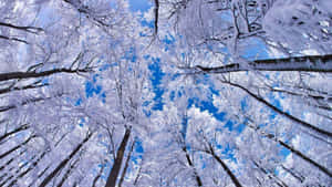 積雪的樹木在冬季伸向清澈的藍天。 — 酷寒冬季 壁紙
