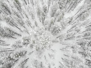 在寧靜的冬季森林中從上方看到的積雪樹木。 — 芬蘭 壁紙