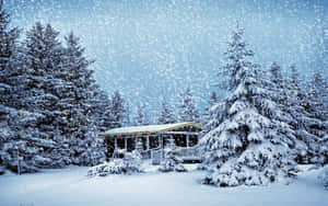 輕柔飄雪期間，被常青樹環繞的積雪小屋。 — 冬季風景 壁紙