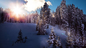 白雪覆蓋的松樹林沐浴在金黃色的日出光芒中，雪花閃爍。 — 冬季風景 壁紙