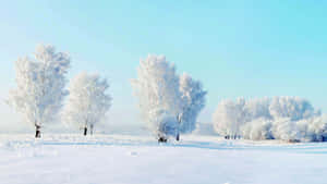 藍天下，寂靜的冬日田野裡積雪覆蓋的樹木。 — 冬季風景 壁紙