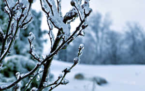 白雪皚皚的冬季景觀中覆蓋著冰的冰凍樹枝 — 酷 壁紙