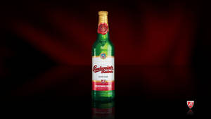 冰涼的Budweiser Budvar啤酒瓶置於反射表面上，背景為深紅色。 — 百威 壁紙