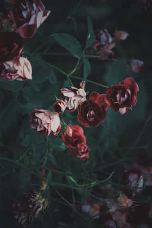 陰暗花園中深綠色莖上的凋謝紅粉玫瑰。 — 暗色花卉 壁紙