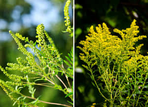 兩種開花植物，帶有綠色和黃色花朵，處於自然環境中。 — 花園 壁紙