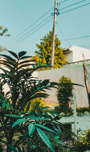 綠色葉子植物的特寫，帶有城市背景和電線。 — Galaxy Tab A 壁紙