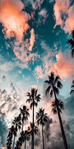 棕櫚樹剪影映襯著色彩繽紛的夕陽天空，帶有珊瑚色和藍綠色雲彩。 — 3D 自然 壁紙
