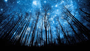 森林樹木在繁星點點的藍色夜空下形成剪影。 — 樹木 壁紙