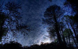 剪影樹木映襯著暮色天空，縷縷雲彩散發藍白光芒。 — 美麗的夜晚 壁紙