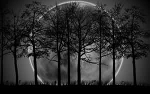 剪影樹木襯托著黑暗夜空中的一輪發光彎月。 — 月夜星空 壁紙